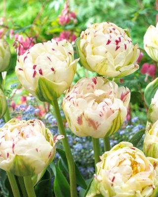 Tulip Danceline - XXXL pack  250 pcs