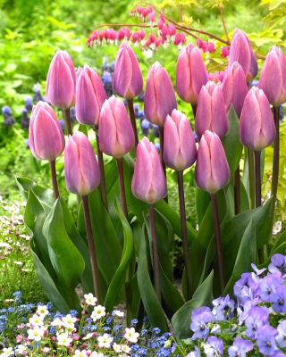 Tulip Light And Dreamy - XXXL pack  250 pcs