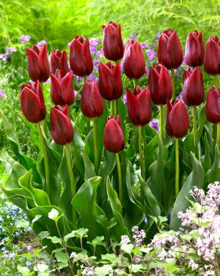Tulip National Velvet - XXXL pack  250 pcs