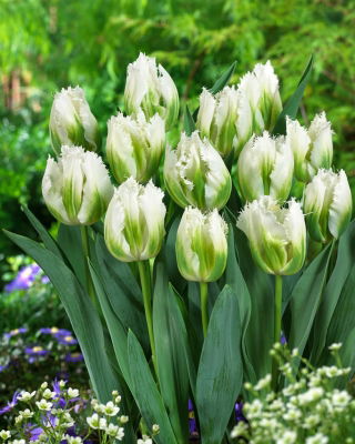 Tulip Snow Valley - XXXL-Packung 250 Stk - 