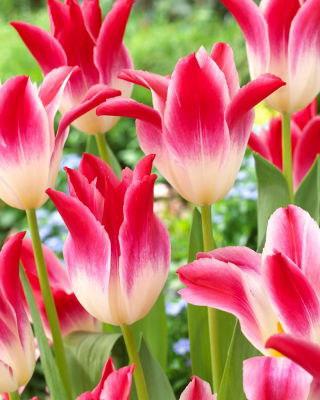 Tulip Whispering Dream - XXXL pack  250 pcs