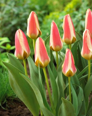 Tulipano Tarafa - Confezione XXXL 250 pz