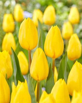 Tulipán Oro Fuerte - XXXL pack 250 uds