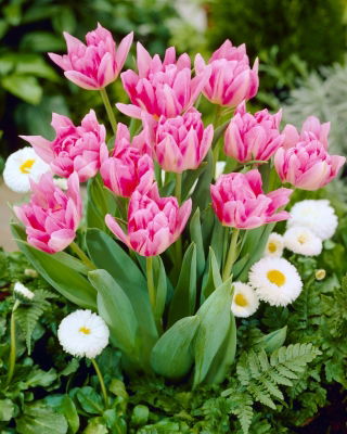 Tulipán Peach Blossom - XXXL balenie 250 ks