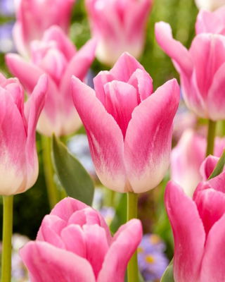 Tulp Royal Ten - XXXL pak 250 st - 