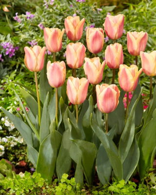 Tulip Apricot Foxx - XXXL pack  250 pcs