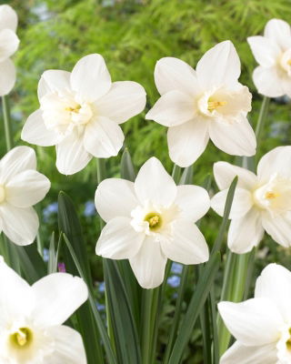 Watch Up daffodil - XXXL pack  250 pcs