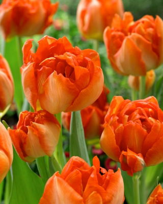 Monte  Orange tulip - XXXL pack  250 pcs