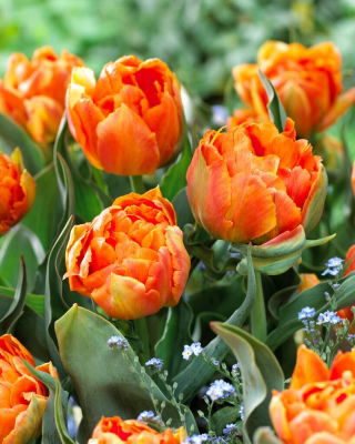 Orca tulip - XXXL pack  250 pcs