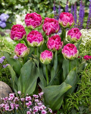 Wicked in Rosa tulipán - 5 uds