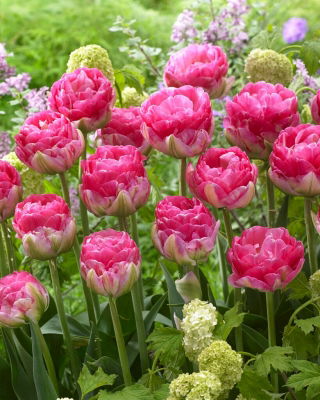 Tulipán rosa - 5 uds.