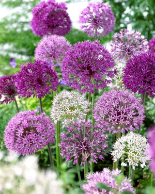 Allium mix prydnadslök - XL förpackning 30 st