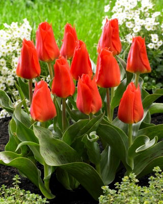Tulpe 'Miramare' - XL-Packung - 50 Stk - 
