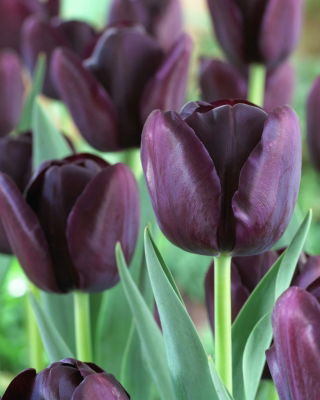 Tulipa Queen of Night - Tulip Queen of Night - XXXL pakke 250 stk.