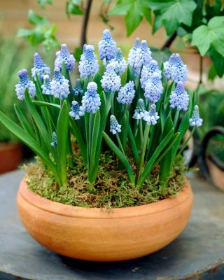 Muscari azureum - Grape Hyacinth azureum - 300 pack - 500 st