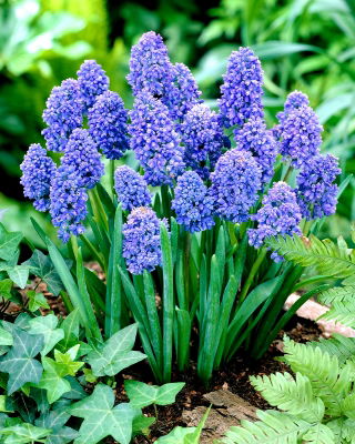 Muscari Blue Spike - Grape Hyacinth Blue Spike - XXXL pack - 500 pcs