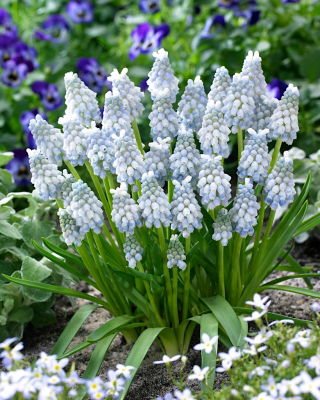 Traubenhyazinthe Muscari Peppermint - XXXL-Packung - 500 Stk - 