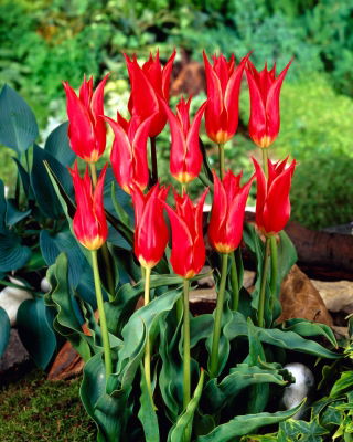 Tulipa Aladdin - Tulipe Aladdin - Pack XXXL 250 pcs
