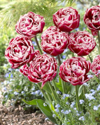 Tulipa Drumline - Tulip Drumline -  XXXL pack  250 pcs