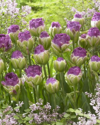 Bazsarózsa tulipán 'Exquisit' - XXXL csomag 250 db.; fagylalt tulipán