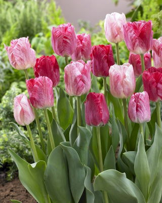 Tulip Hemisphere - XXXL pack  250 pcs