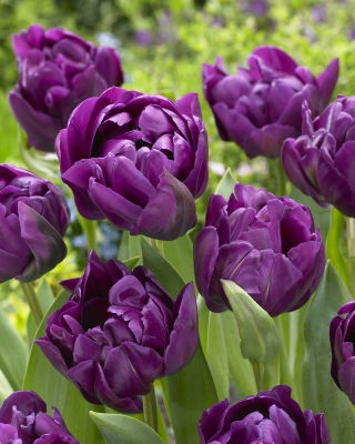 Tulipa Negrita Double - Tulip Negrita Double - XXXL pack  250 pcs