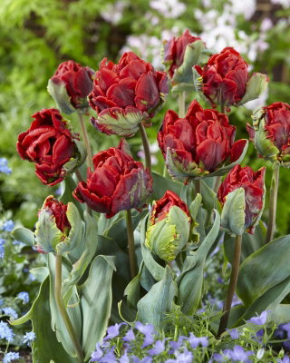 Dubbele tulp "Rococo Double" - XXXL pak 250 st - 