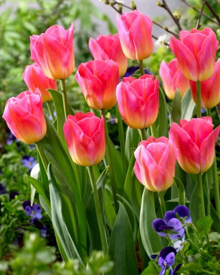 Tulipa Tom Thumb - Tulip Tom Thumb - XXXL pakke 250 stk.