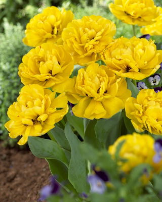 Gefüllte Tulpe "Yellow Pomponette" - XXXL-Packung 250 Stk - 