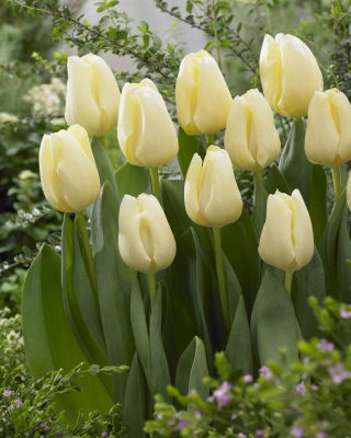 Tulipa Cheers - Tulip Cheers - XXXL pack  250 pcs