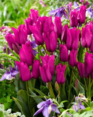 Ramo de tulipanes morados - Ramo de tulipanes morados - XXXL pack 250 uds