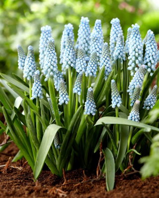 Muscari Ester - Grape Hyacinth Ester - XXXL pakke - 500 stk.