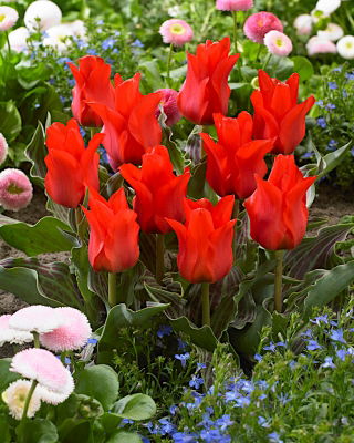 Tulipa Red Riding Hood - Tulip Red Riding Hood - XXXL pack  250 pcs