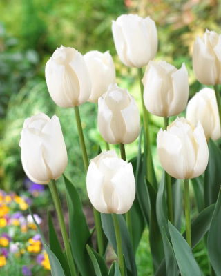 White tulip - XXXL pack  250 pcs