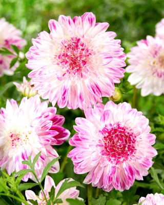 Dahlia - Que Sera - XL pack - 50 pcs