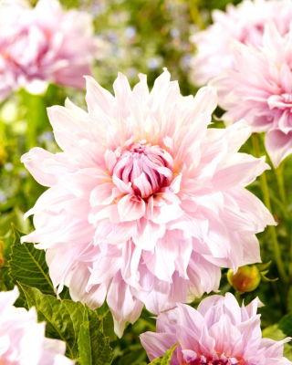 Dahlia - Shiloh Noelle - XL pack - 50 pcs