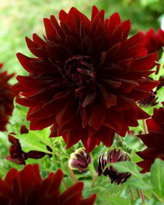 Dahlia - Rip City - XL pack - 50 pcs