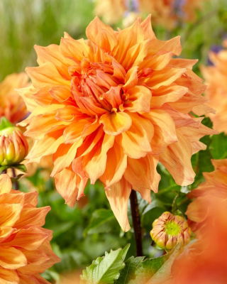 Dahlia - Ben Huston - XL pack - 50 pcs