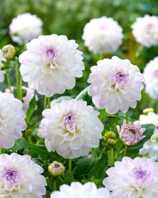 Dahlia - Eveline - XL pack - 50 pcs