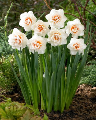 Narciso doppio 'Gay Kybo' - 5 pz