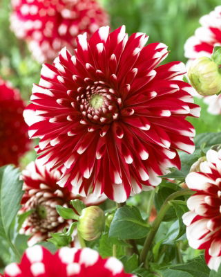 Dahlia - Micul Tigru