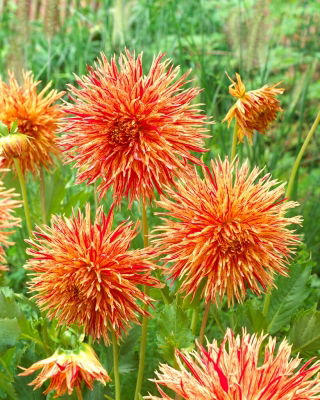 Dahlia - Petardo di Rejman