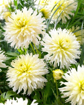 Dahlia - IJskristal - 