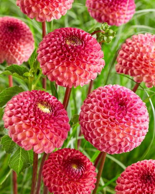 Dahlia - Burlesca - GIGA Pack! - 50 pcs
