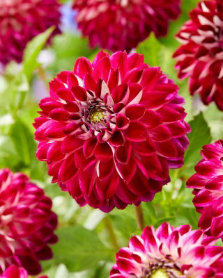 Dahlia - Ambassade