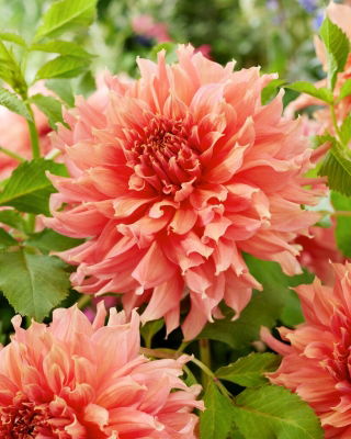 Dahlia - Fairway Spur - 