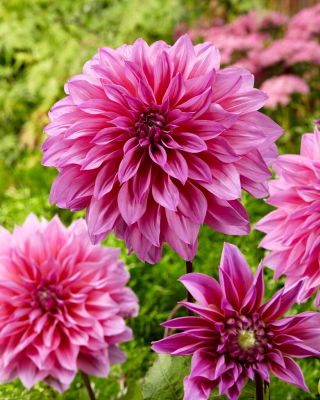 Dahlia - Arthur Hambley