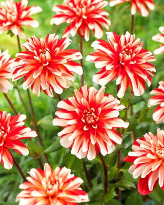 Dahlia - Dynamiet - 
