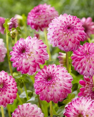 Dalia - Rosa Uno