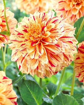 Dahlia - Painted Madam - Large Pack! - 10 pcs